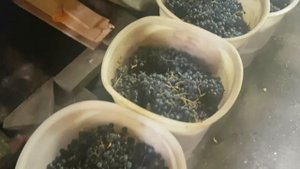 Сбор винограда в Италии.