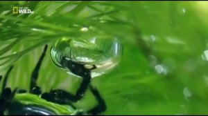 "Удивительные пауки"