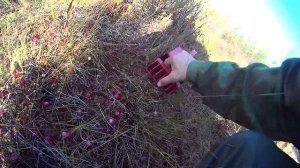 Собираем клюкву на болоте покупным комбайном.  часть 2