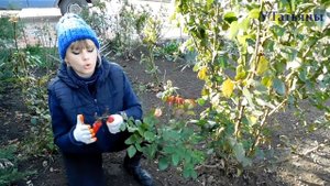 Как обрезать розы на зиму и укрывать. Проверенный способ обрезки роз.