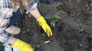 Картошка из семян От посева до сбора урожая Результаты эксперимента