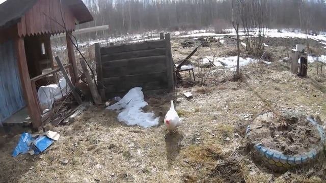Самый простой КУрятник