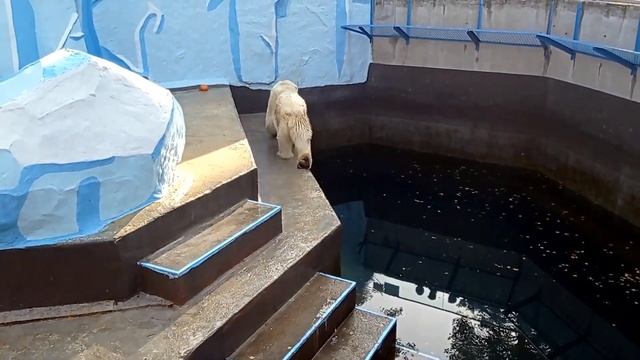 Новосибирский Зоопарк, Животные, Птицы, Огромный Лев, Белый Мишка смотреть онлайн