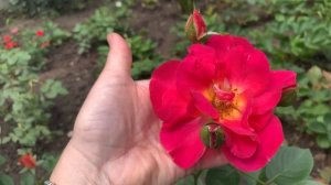 Думала роза  «Большой Театр» а оказалась «Декор Арлекин»