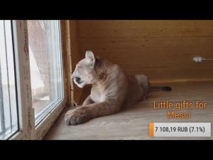 Прямой эфир. Месси и посылка