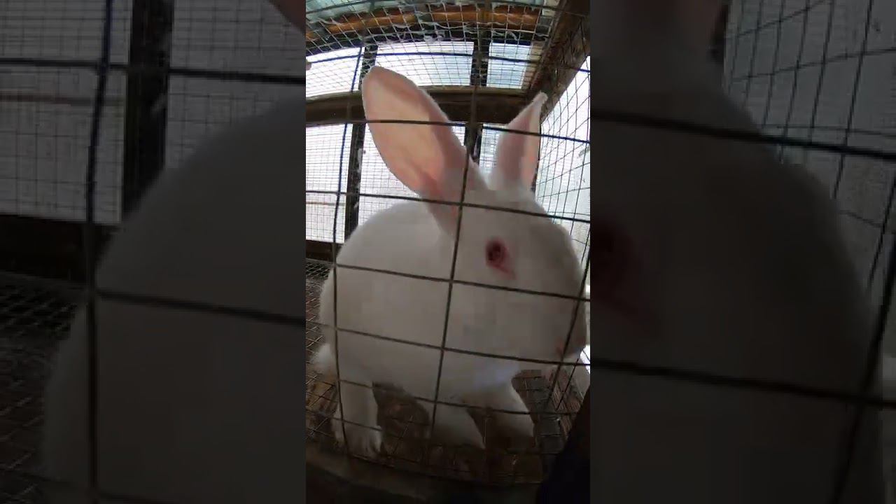 Кролики ПАНОН смотреть онлайн