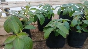 ампельная гортензия Сбежавшая невеста правильно берём черенок? А осенью что с ней делать?