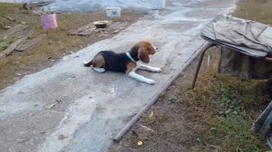 Щенок Эстонской Гончей НАЙДА 3 месяца