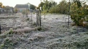 ПЕРВЫЙ ЗАМОРОЗОК. АЙВА ЯПОНСКАЯ.