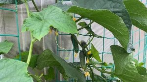 САМЫЕ УРОЖАЙНЫЕ И РАННИЕ СОРТА ОГУРЦОВ. которые подойдут всем. Мой выбор семян на 2023 год