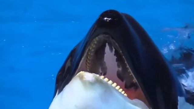 Музыка для расслабления, медитации хорошего сна сна(ASMR)., музыкальная терапия трансляция. смотреть онлайн