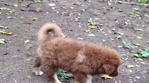 Български каракачански кучета на 58 дни/Болгарская овчарка - щенки 58 дней