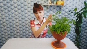 Выращиваем петрушку на подоконнике