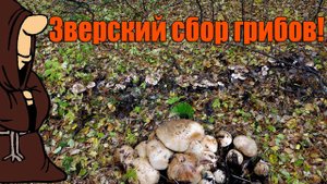 Зверский сбор осенних грибов! Вешенка, Рядовка Тополевая, Барбарис, Терн, Тихая охота / mushrooms
