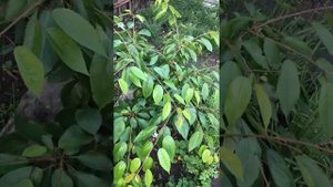 #формированиечерешни#саженцы#дача#сад#деревья