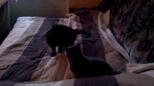кошка и соседский кот. битва.