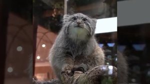 Манул похож на кошку но не умеет мяукать и мурлыкать,он шипит и рычит когда метит територию мяукает