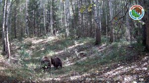 Медведица с медвежатами. Заповедник Большая Кокшага.