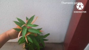 Beautiful and colourful leaves plants/ Best foliage plants in my garden 2022 #youtube