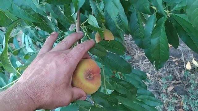 Один день из жизни собирателя персика. смотреть онлайн