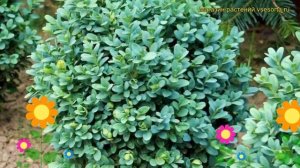 Самшит вечнозеленый Блауэр Гейнц. Краткий обзор, описание buxus sempervirens Blauer Heinz