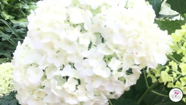 ДРЕВОВИДНЫЕ ГОРТЕНЗИИ смотреть онлайн