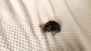 Мой хомяк стёпа