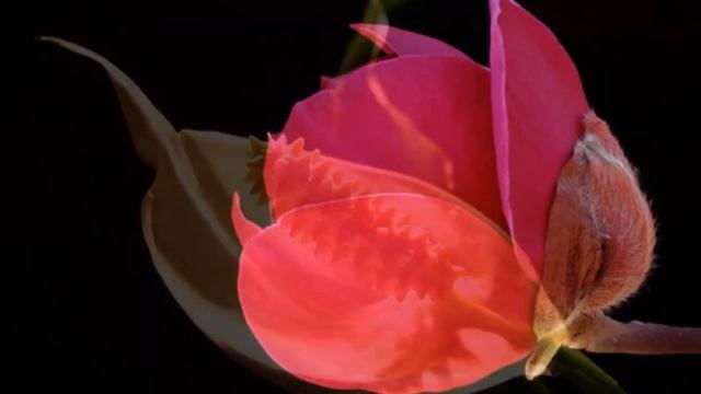 Олег Троицкий . Мои мечты. смотреть онлайн