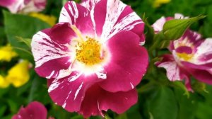 Дом с чужими тайнами 1 - 16 серии | Мелодрама 2022