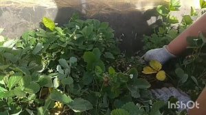 Уход за ремонтантной земляникой в сентябре