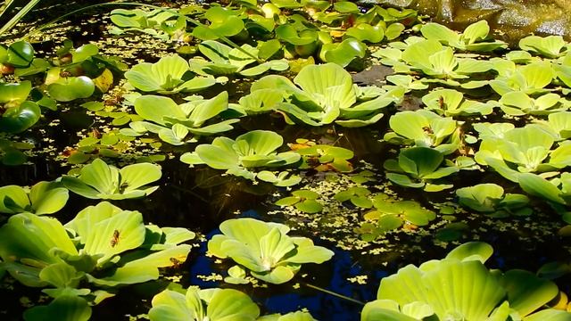 Аэрируем газон летом. Надо ли, какой будет эффект? Обзор растений.... смотреть онлайн