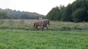 Галоп в полях без седла / очень красивый клип с конём / gallop in the fields bareback