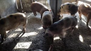 расход - доход на Свиньях. Можно ли на них ЗАРАБОТАТЬ? себестоимость одного КГ комбикорма.