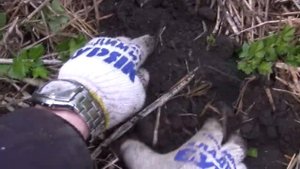 Размножение смородины и крыжовника отводком