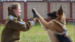 Видеоистория «Собака-поводырь_ будь моими глазами». (12+)