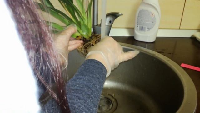 How to repot a Burrageara Nelly Isler orchid | Semi hydroponics смотреть онлайн