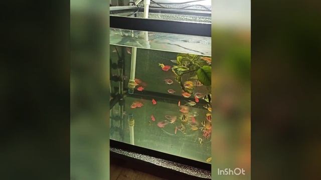 Подмена воды и секрет красной тернеции смотреть онлайн