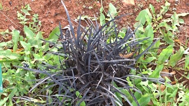 Ophiopogon planiscapus var. Nigrescens смотреть онлайн