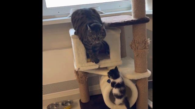 История о том, как мы спасли котенка😻🐈💫💜 смотреть онлайн