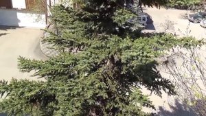 #267 США Аляска Анкоридж Очередная чистка двора Комаринная история