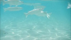 Рыбы красного моря, Бахромчатогубая кефаль, Crenimugil crenilabis , fish in red sea Egypt