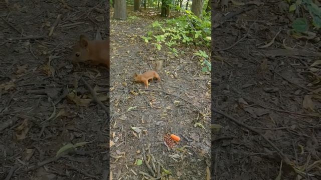 Белочка ?️ в Нескучном саду ??? (Парк Горького, Москва) кушает орешки) | Видео # 46 смотреть онлайн