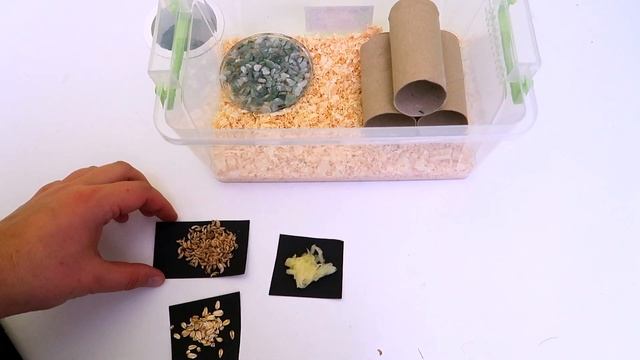 Туркменские Таракаши - ТАРАКАНЬЯ ФЕРМА заселение и уход. Реальная жизнь Свинки Пигги смотреть онлайн