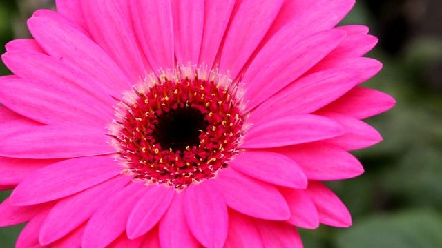 КРАСИВАЯ ПОДБОРКА ГЕРБЕР. РАЗНЫЕ СОРТА И ВИДЫ смотреть онлайн