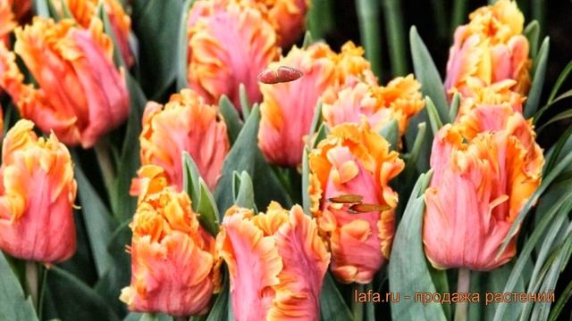 Тюльпан обыкновенный Амейзинг Пэррот (tulipa) ? обзор: как сажать, луковицы тюльпаны Амейзинг Пэрро смотреть онлайн