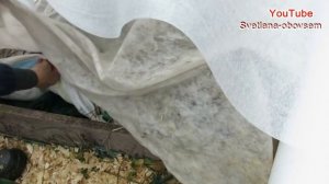 УКРЫТИЕ ГРАНАТА НА ЗИМУ ..ТРЕХЛЕТКА..ДЛЯ ЮЖНЫХ и БОЛЕЕ ХОЛОДНЫХ РЕГИОНОВ.. САНИТАРНАЯ ОБРЕЗКА....