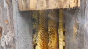 Осенний осмотр колод и сбор мёда.