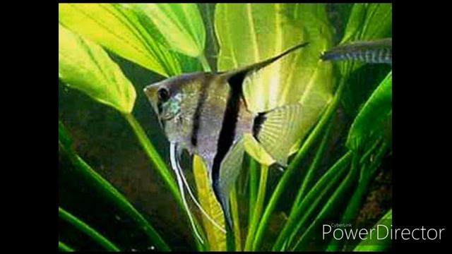 Содержание и уход скалярий смотреть онлайн