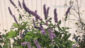 Growing Agastache