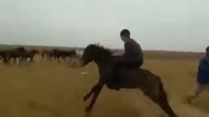 Казахи знают как одному без всяких пут на ноги лошади завалить и зарезать его.